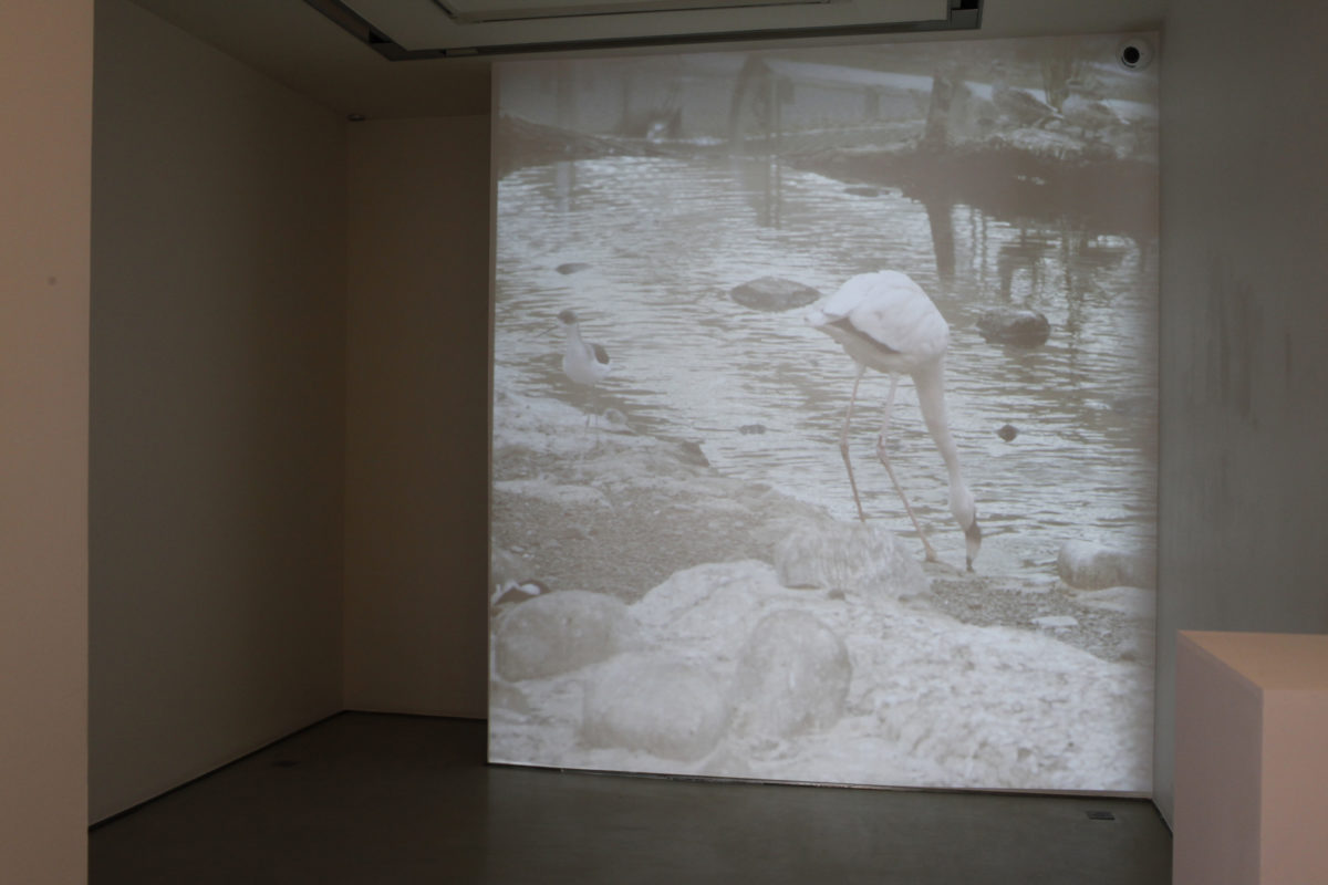 Déserts - Galerie Imane Farès
