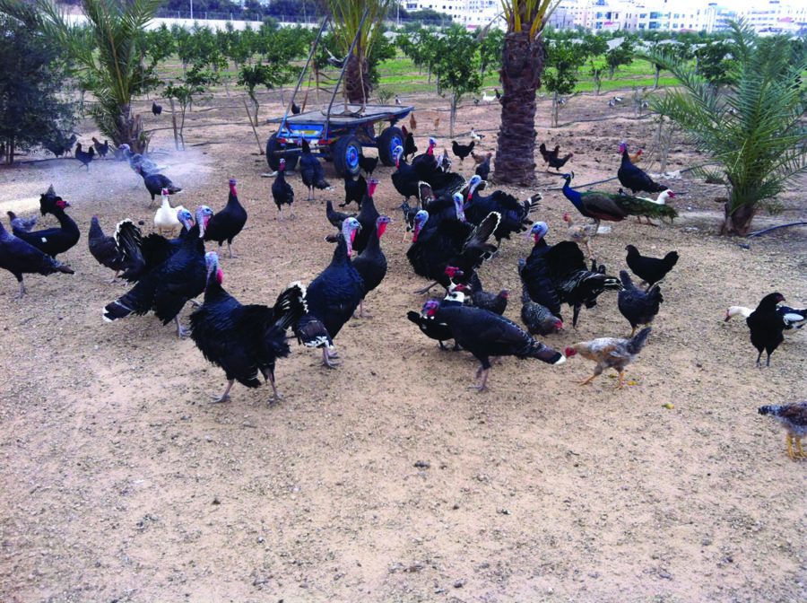 Basma al-Sharif - Galerie Imane Farès