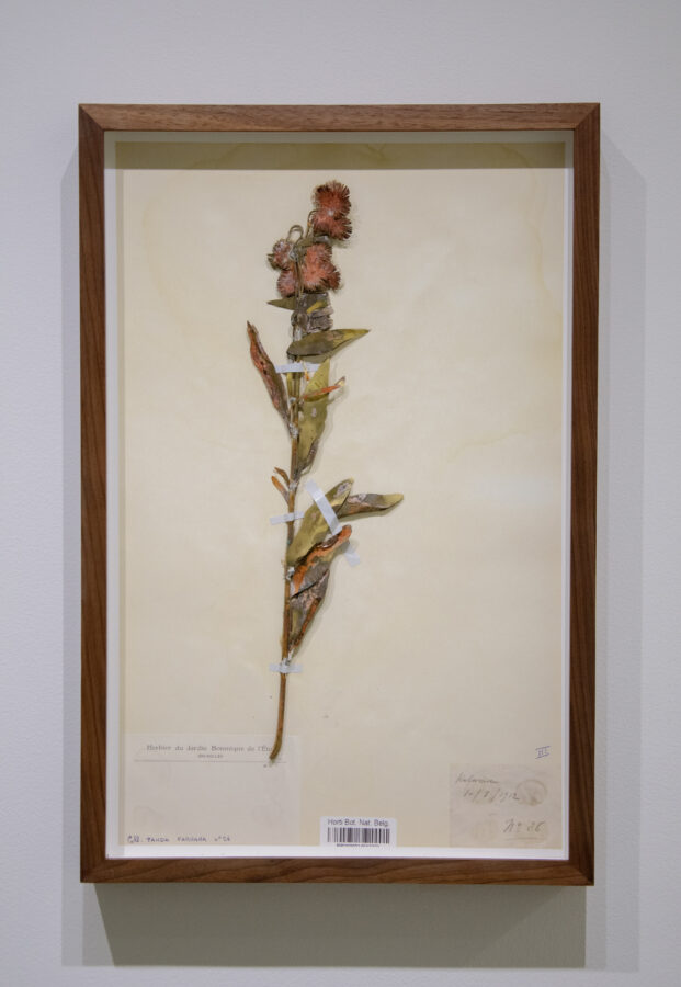 Sammy Baloji - Galerie Imane Farès