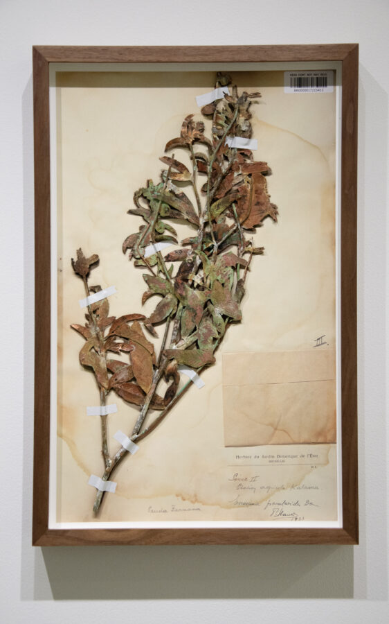 Sammy Baloji - Galerie Imane Farès