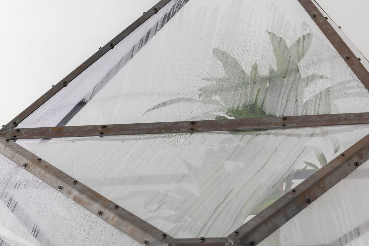 The King’s Order to Dance - Galerie Imane Farès