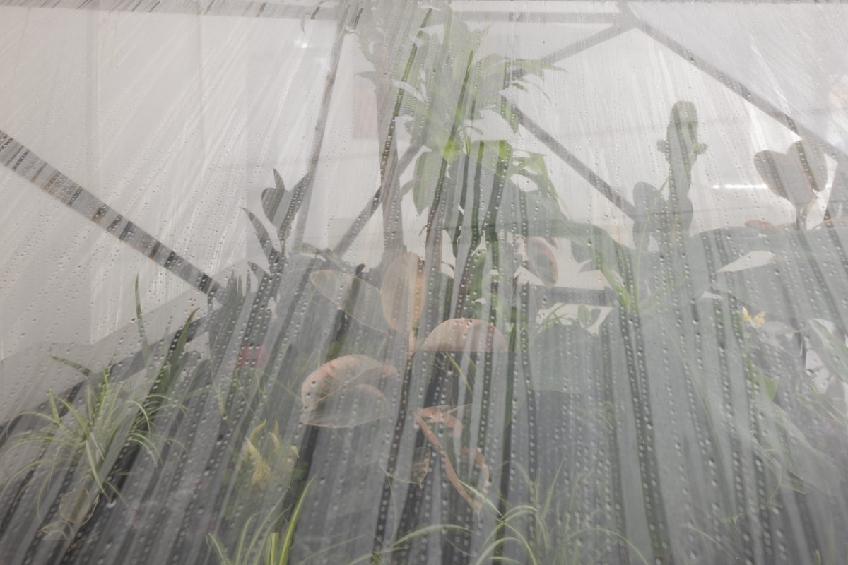 The King’s Order to Dance - Galerie Imane Farès