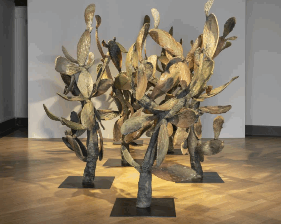Cactus - Galerie Imane Farès